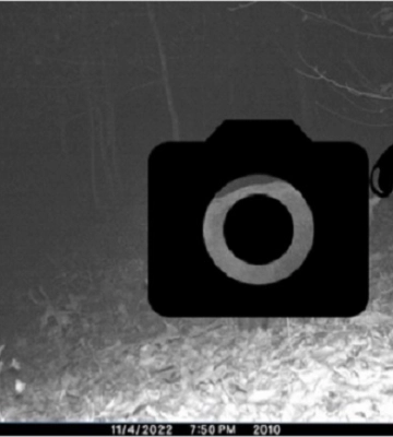 На Закарпатті фотопастка зафіксувала ціле сімейство рідкісних звірів /ФОТО