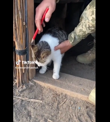 Измерил каждого пушистика: боец ВСУ смастерил кошачий КПП. Трогательное видео