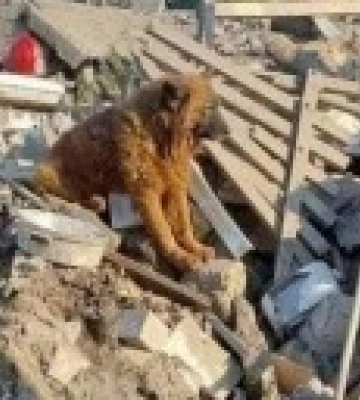 Помер пес Крим, який вижив під час ракетного удару по Дніпру