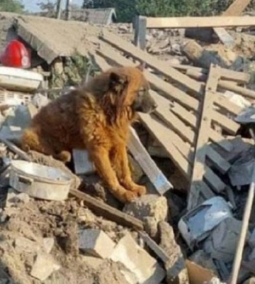 Помер пес Крим, господарі якого загинули під час ракетного удару по Дніпру 29 вересня