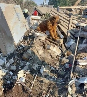 Помер пес Крим, який оплакував господарів після ракетного удару в Дніпрі