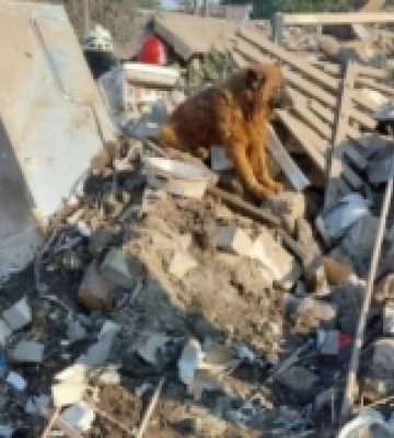 Помер пес Крим, сім&#039;ю якого вбили росіяни під час обстрілу Дніпра