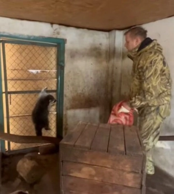 З’явилося відео, як окупанти крадуть єнота із херсонського зоопарку