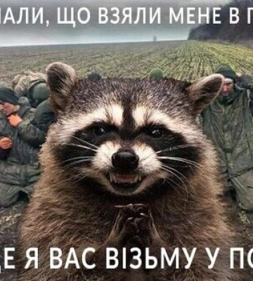 Убегая из Херсона оккупанты украли енота. Сеть взорвалась мемами. ФОТОрепортаж