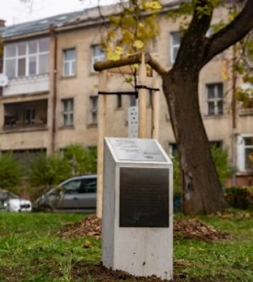 Нащадка пам’ятної Масарикової липи з Празького граду посадили в Ужгороді (ФОТО)