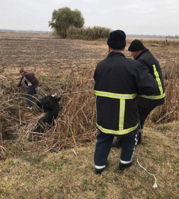 Сьогодні зранку ізмаїльським рятувальникам довелося визволяти з пастки корову
