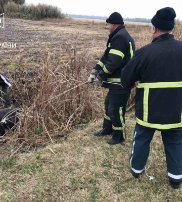 Сьогодні зранку ізмаїльським рятувальникам довелося визволяти з пастки корову