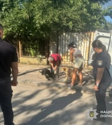 Напади агресивних собак в Ужгороді: Власницю знайшли, а тварин вилучили!