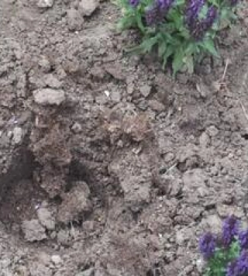 У Полтаві зі скверу вкрали декоративні рослини