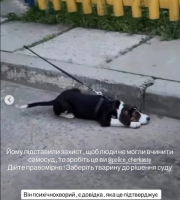 Черкасці підозрюють чоловіка у жорстокому поводженні з цуценям. Що кажуть у поліції (ВІДЕО)