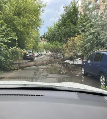 Негода у Києві 6 серпня повалила 76 дерев – фото
