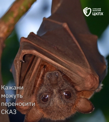 У Сумах двох людей покусали кажани