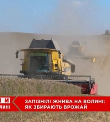 На Волині – розпал запізнілих жнив: чи буде цьогоріч врожай (відео)