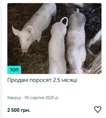 Ринок сільгосптварин на Волині: скільки коштують корови, телички, коні та кролі