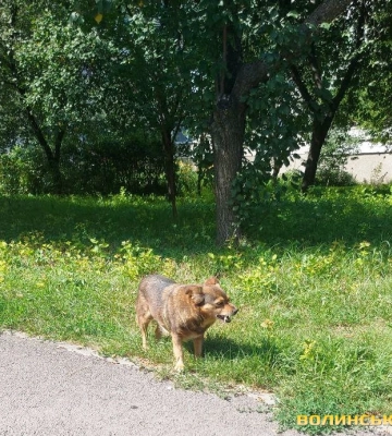 У Луцьку знову скаржаться на безпритульних собак. Що кажуть в ЦНАПі та КП «Ласка»