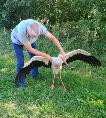 На Волині лелека потрапив у ДТП - птаха вдалося врятувати