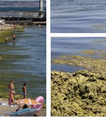 Заростає водоростями та тхне: море в Одесі перетворюється на місце для скиду фекалій Заростає водоростями та тхне: море в Одесі перетворюється на місце для скиду фекалій