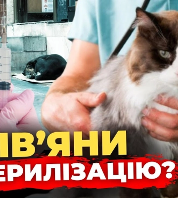 Що львів’яни кажуть про стерилізацію? | ПравдаТУТ Львів