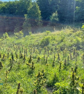 На Черкащині повідомлено про підозру організаторам масштабної наркоплантації, - прокуратура