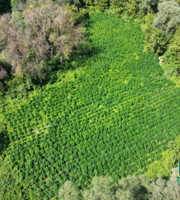 У Черкасах викрили групу, яка вирощувала сім тисяч кущів коноплі (ФОТО)