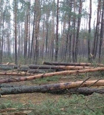 Винуватця не знайшли: за незаконно зрубані на Волині сосни «Ліси України» сплатять понад пів мільйона гривень