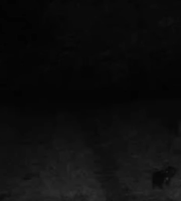 У Ківерцях волонтерці серед ночі підкинули цуценят (відео)