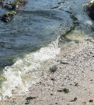 Зелена вода в Одесі: чому море змінило колір та що робити
