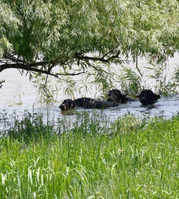 Заповідник на півдні Одещини святкує свій двадцять сьомий день народження