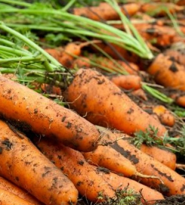 Як виростити рівну й солодку моркву: простий секрет ідеального ґрунту
