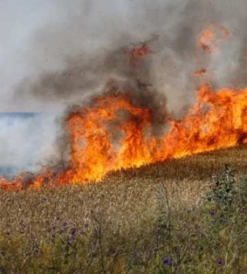 Через дронову атаку на Сумщині горіло пшеничне поле