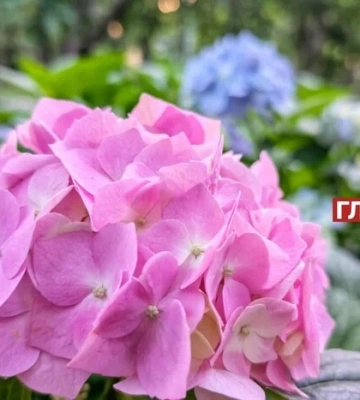 В Україні сонячно та без опадів: погода на 12 серпня