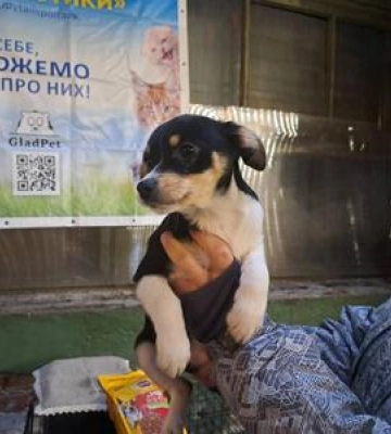 У Полтаві відбудеться вже другий ЛапкоФест з прилаштування тварин