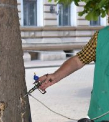 В Одесі вакцинували близько тисячі каштанів від шкідників