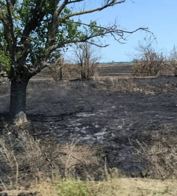 Спалювання залишків стерні на полях Буджака стане економічно невигідним: як це пов’язано з перспективами для Дунайського флоту
