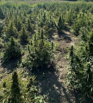 Мешканця Київщини підозрюють у зберіганні боєприпасів та вирощуванні коноплі