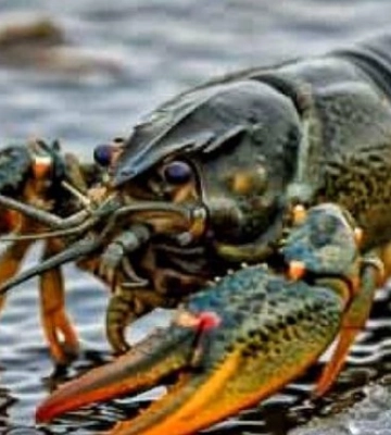 Їм треба дати шанс вирости: на Одещині вводять заборону на вилов раків