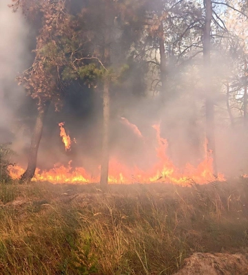 Пожежу ліквідували майже добу: у Дніпровському районі горів ліс