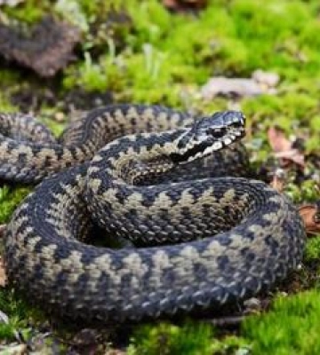 На Полтавщині цього літа зафіксували 9 випадків укусів змій, серед постраждалих  четверо дітей