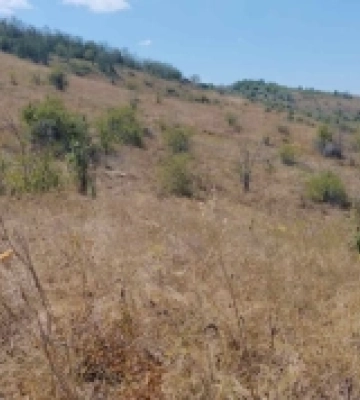 На Одещині виявили унікальну степову ділянку з червонокнижною ковилою