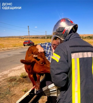 В Одеській області надзвичайники врятували корову Майку, яка потрапила у халепу