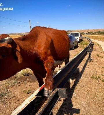 На Одещині корова застрягла ногою в металевому дорожньому відбійнику