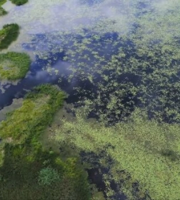 Вода в Днепре стремительно цветет: причины и безопасна ли вода в кранах