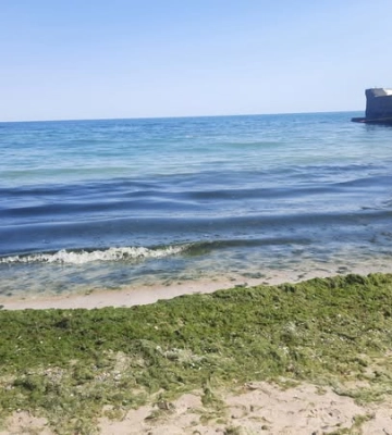 Екоінспекція звернулася до Одеської міськради щодо очищення узбережжя моря від водоростей