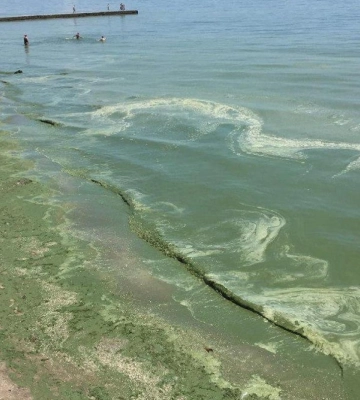 В Одесі масово «зацвіло» море: зафіксовано перевищення шкідливих речовин у воді, відео
