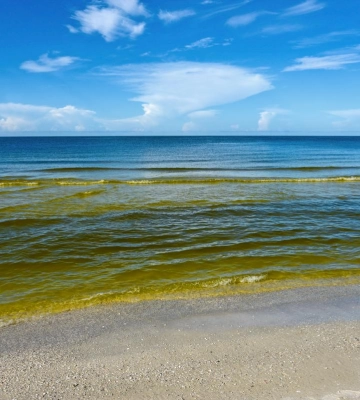 В Одесі зафіксували масове &quot;цвітіння&quot; моря: вміст токсичних сполук перевищений в рази