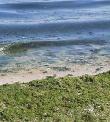 В Одесі масово «зацвіло» море: зафіксовано перевищення шкідливих речовин у воді, відео