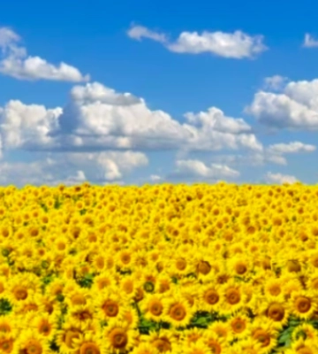 Тепла п&#039;ятниця в Одесі: до +29°C з ясним небом та морським бризом
