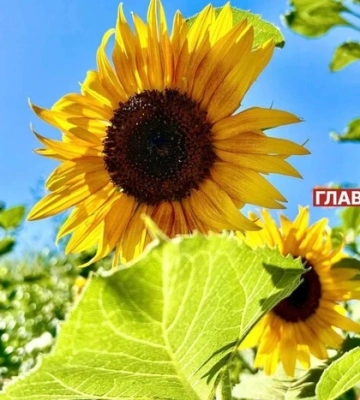 В Україні хмарно, без опадів: погода на 16 серпня
