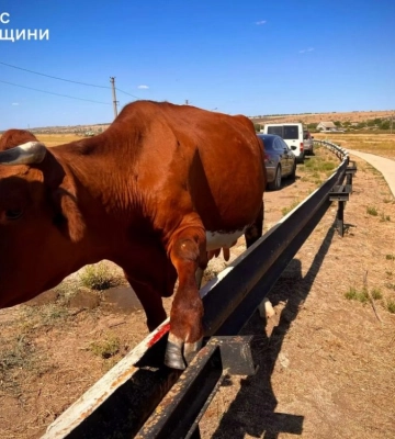 На Одещині бійці ДСНС врятували корову з металевої пастки (ФОТО)