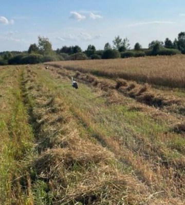 Жнива у розпалі: скільки коштує змолотити у селах на Волині